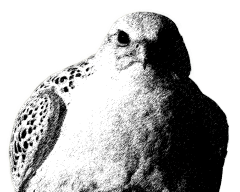 JAIME SAMOUR WILDLIFE MANAGEMENT, FALCON MEDICINE AND  BREEDING CONSULTANCY